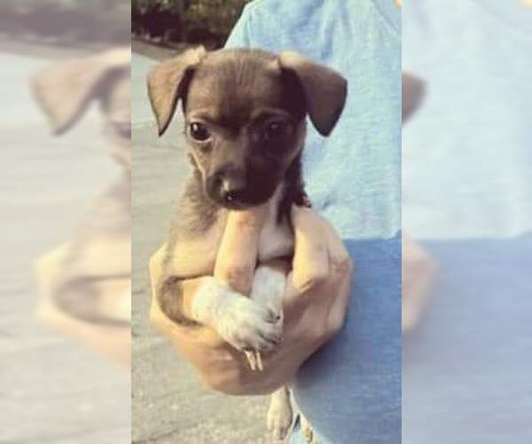 Medium Photo #4 Chihuahua-Unknown Mix Puppy For Sale in San Bernardino, CA, USA