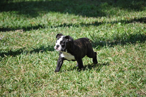 Medium Photo #1 Bulldog Puppy For Sale in FORT LAUDERDALE, FL, USA