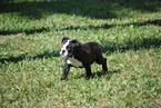 Small Photo #1 Bulldog Puppy For Sale in FORT LAUDERDALE, FL, USA