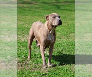 Mutt Dogs for adoption in Grovetown, GA, USA