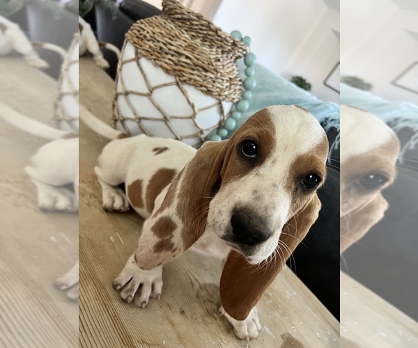 Medium Photo #15 Basset Hound Puppy For Sale in BEAUMONT, CA, USA