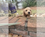 Small #4 Goldendoodle
