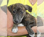 Small #2 Anatolian Shepherd Mix