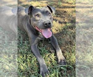 KITKAT - Male Mutt Dog for Adoption - Photo #2