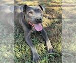 Small Photo #2 Mutt Puppy For Sale in Riverside, CA, USA