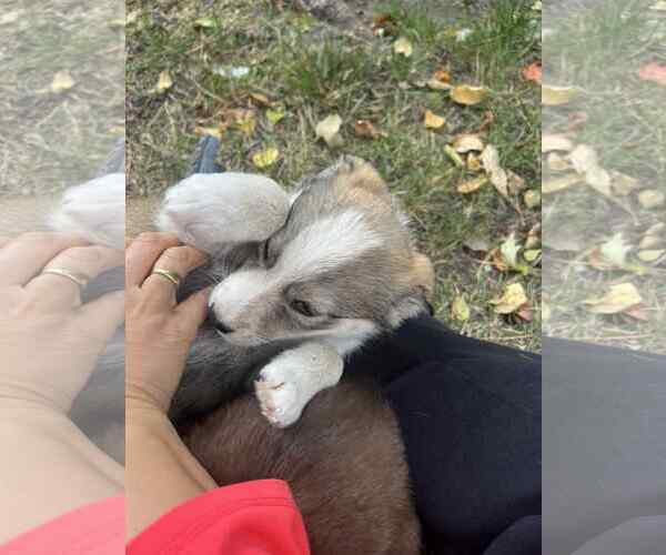 Medium Photo #4 Huskies -Labrador Retriever Mix Puppy For Sale in Princeton, MN, USA