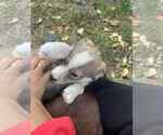 Small #3 Huskies -Labrador Retriever Mix