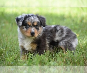 Miniature Australian Shepherd Puppy for sale in PALM COAST, FL, USA