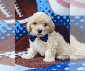 Maltipoo Puppy for sale in LANCASTER, PA, USA