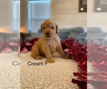 Small Golden Retriever