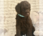 Small #2 Labradoodle mix (+ Poodle Standard)