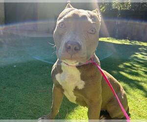 American Staffordshire Terrier-Unknown Mix Dogs for adoption in Raleigh, NC, USA