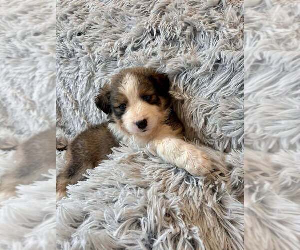 Medium Photo #2 Border Collie-Unknown Mix Puppy For Sale in New York, NY, USA