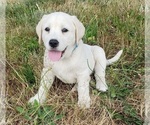 Puppy Puppy 1 Labrador Retriever