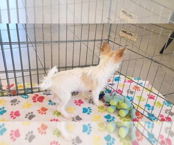 Medium Photo #10 Papitese Puppy For Sale in ORO VALLEY, AZ, USA