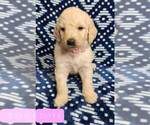 Small Photo #10 Goldendoodle Puppy For Sale in AIKEN, SC, USA