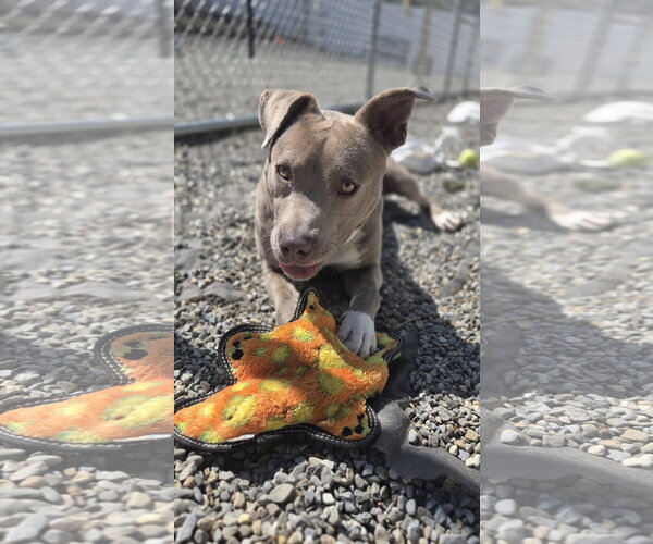 Medium Photo #4 American Pit Bull Terrier-Unknown Mix Puppy For Sale in Rockaway, NJ, USA
