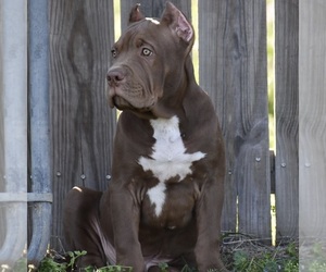 American Bully Puppy for sale in BOLIVAR, MO, USA