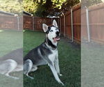 Small #13 Siberian Husky