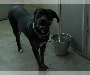 Mastiff-Unknown Mix Dogs for adoption in Pasadena, CA, USA