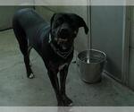Small Mastiff Mix