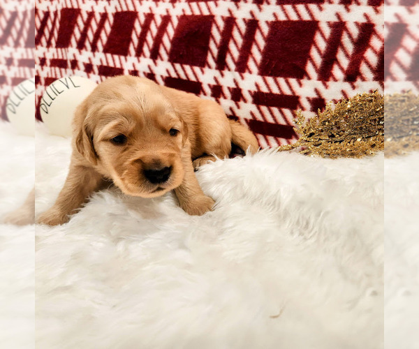 Medium Photo #4 Golden Retriever Puppy For Sale in ELMER, NJ, USA