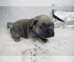 Small Photo #4 French Bulldog Puppy For Sale in HAYWARD, CA, USA