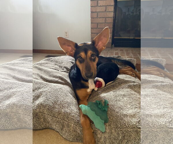 Medium Photo #2 Mutt Puppy For Sale in Hillsboro, MO, USA