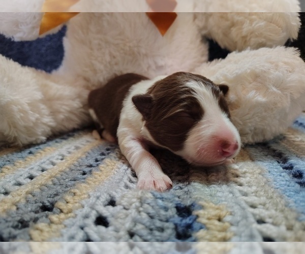 Medium Photo #27 Border Collie Puppy For Sale in NORBORNE, MO, USA