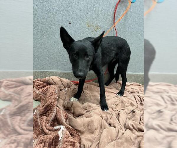 Medium Photo #1 German Shepherd Dog-Unknown Mix Puppy For Sale in Las Vegas, NV, USA