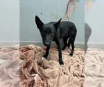 Small German Shepherd Dog Mix