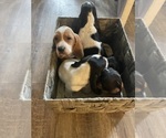 Small Photo #12 Basset Hound Puppy For Sale in MISSOURI CITY, TX, USA