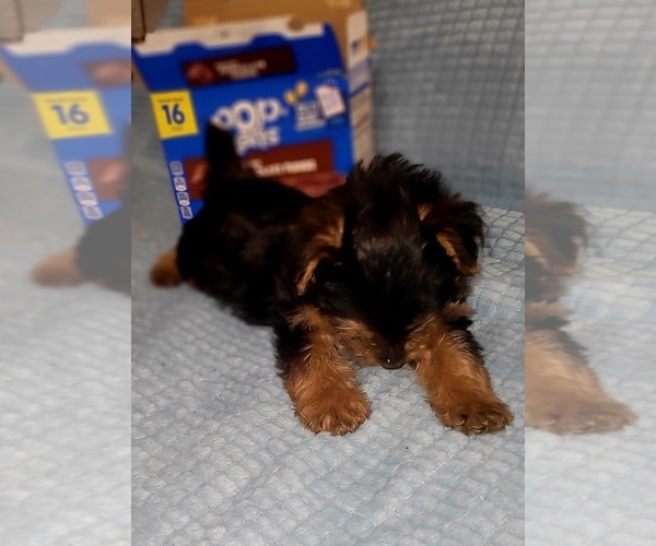 Medium Photo #130 Yorkshire Terrier Puppy For Sale in AKRON, OH, USA