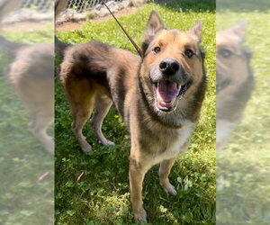 Gerberian Shepsky Dogs for adoption in Sacramento, CA, USA