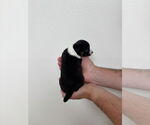 Small #2 Boston Huahua
