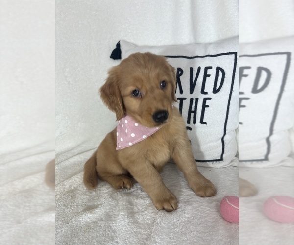 Medium Photo #4 Golden Retriever Puppy For Sale in GREENFIELD, IN, USA