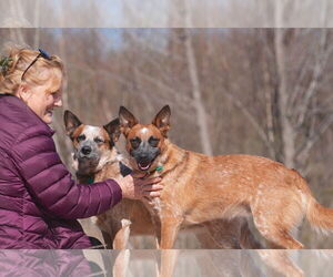 BAM BAM (red heeler) - Female - Mix Dog for Adoption - Photo #2