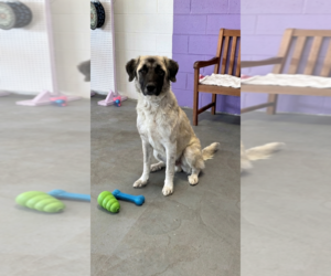 Anatolian Pyrenees Dogs for adoption in Genesee, WI, USA