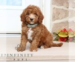 Small #3 Goldendoodle (Miniature)