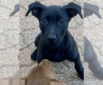 Small #1 Labrador Retriever Mix