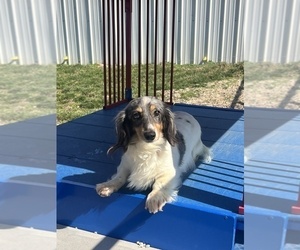 Mother of the Dachshund puppies born on 03/10/2026
