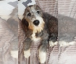 Puppy 4 Aussiedoodle