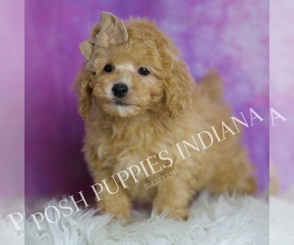 Medium Photo #3 Poodle (Miniature) Puppy For Sale in WARSAW, IN, USA