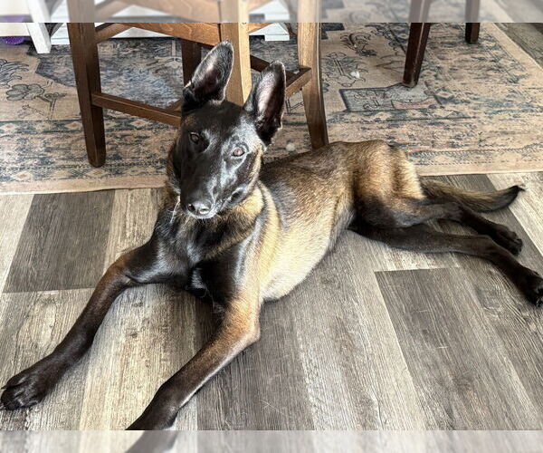 Medium Photo #1 Mutt Puppy For Sale in Imlay City, MI, USA