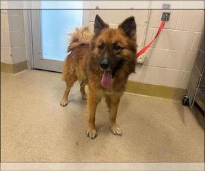Chow Chow-German Shepherd Dog Mix Dog for Adoption in Grand Prairie, Texas USA