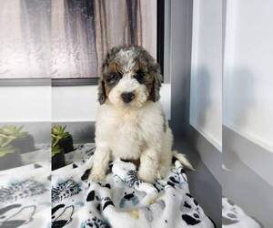 Miniature Bernedoodle Puppy for sale in FRANKLIN, IN, USA