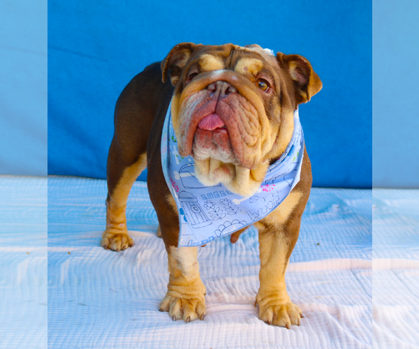 Medium Photo #2 Bulldog Puppy For Sale in Pasadena, CA, USA