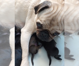 Mother of the Pug puppies born on 02/28/2023