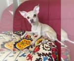 Small #5 Chihuahua Mix