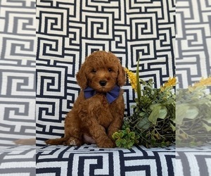 Cavapoo Puppy for sale in OXFORD, PA, USA